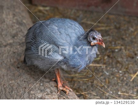 Domestic guinea fowl standing on the ground with grey spotted feathers, orange legs, and a curious look, in a rustic farm environment. Domestic guinea fowl standing on the ground with grey spotted feathers, orange legs, and a curious look, in a rustic farm environment. 134129110