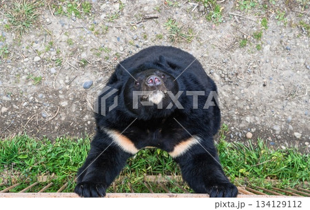 Asian black bear standing and looking up curiously, showing its white chest patch. Wild animal in Kamchatka nature reserve, Russia. 134129112