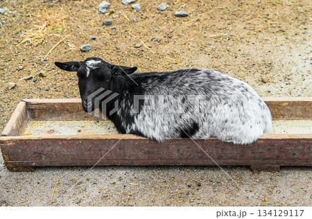 Black and white goat lying inside a wooden feeder on the ground. Relaxed domestic animal resting in a rural farm environment in natural daylight. Black and white goat lying inside a wooden feeder on the ground. Relaxed domestic animal resting in a rural farm environment in natural daylight. 134129117