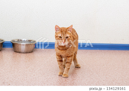 Orange feline awaits meal, Indoor shelter cat shows eager anticipation for feeding time Orange feline awaits meal, Indoor shelter cat shows eager anticipation for feeding time 134129161