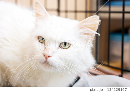 Peaceful fluffy white cat with calm green eyes and soft whiskers illuminated naturally indoors Peaceful fluffy white cat with calm green eyes and soft whiskers illuminated naturally indoors 134129167