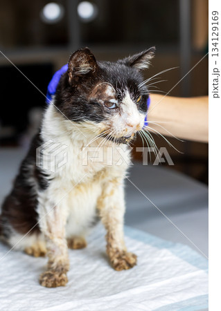 Frail cat cared, Precise examination conducted in sterile environment for recovery progress 134129169