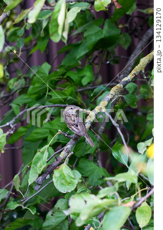 Little owl observes, Small bird on leafy branch, Tiny owl camouflaged among green foliage Little owl observes, Small bird on leafy branch, Tiny owl camouflaged among green foliage 134129170