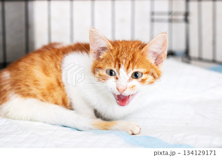 Curious ginger kitten, Young orange feline vocalizing cheerfully inside its shelter crate 134129171