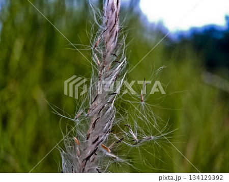 Close-up photo of cogongrass in the wild Cogongrass (Imperata cylindrica) is a type of grass with sharp leaves that often becomes a weed in agricultural land. 134129392