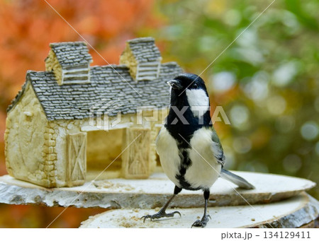　師走の庭で遊ぶシジュウカラ。 134129411