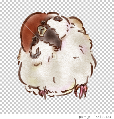 Sparrow tilting its head (ink pen watercolor style) Sparrow tilting its head (ink pen watercolor style) 134129483