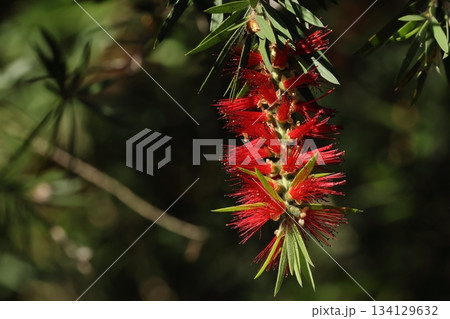 自然 植物 シダレブラシノキ、フトモモ科の移入種。長い雄しべの小さな花が花序に並びブラシの様に見える 自然 植物 シダレブラシノキ、フトモモ科の移入種。長い雄しべの小さな花が花序に並びブラシの様に見える 134129632