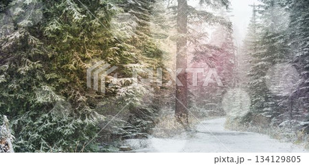 Defocused lights against snow covered trees Defocused lights against snow covered trees 134129805