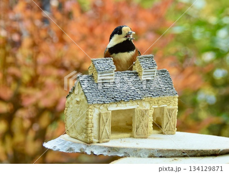 　初冬の庭で遊ぶヤマガラ。 134129871