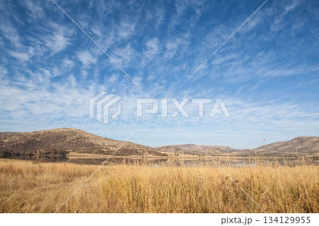 Grassy meadow is being shown in flat design with golden grasses, reflective lake, rolling hills 134129955