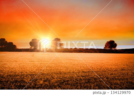 Flat design showing golden wheat stubble stretching at sunset, sun shining between deciduous trees 134129970