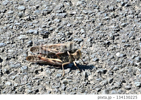 田圃の畦道で見つけたトノサマバッタ 134130225