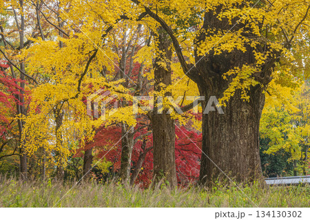 色づくイチョウの大木 京都御苑 京都市 色づくイチョウの大木 京都御苑 京都市 134130302
