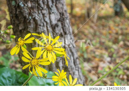 京都御苑の樹林に咲くツワブキ 京都市 京都御苑の樹林に咲くツワブキ 京都市 134130305