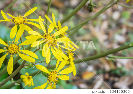 京都御苑の樹林に咲くツワブキ　　京都市 134130306