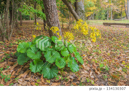 京都御苑の樹林に咲くツワブキ　　京都市 134130307