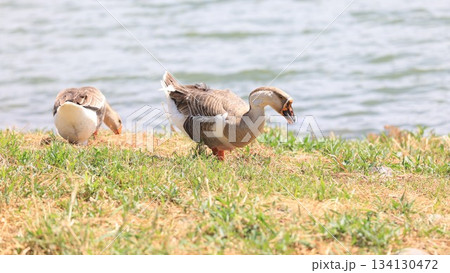 big goose live in lotus lake of kaohsiung 134130472
