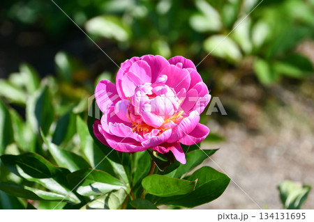 シャクヤク 「阿房宮」 Peony シャクヤク 「阿房宮」 Peony 134131695