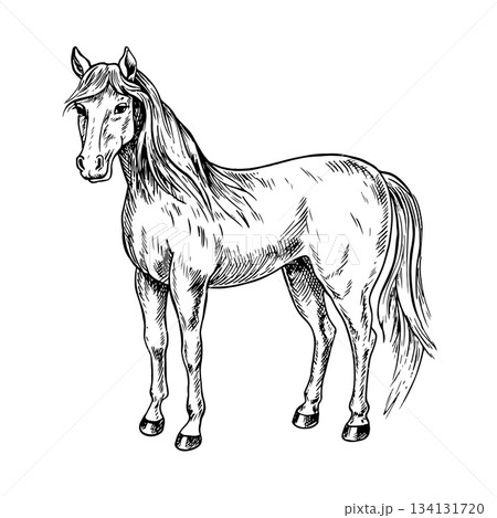 Horse standing side view. Black and white vector illustration drawn by hand. Perfect for horse farms, stables, or agricultural projects. Also suitable for labels, packaging, banners, and more. Horse standing side view. Black and white vector illustration drawn by hand. Perfect for horse farms, stables, or agricultural projects. Also suitable for labels, packaging, banners, and more. 134131720
