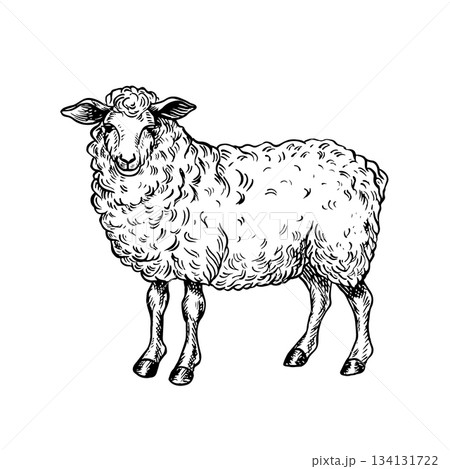 A sheep standing in profile. Black and white vector illustration drawn by hand. Perfect for livestock farms or agricultural projects. Also suitable for labels, packaging, banners, and more. 134131722