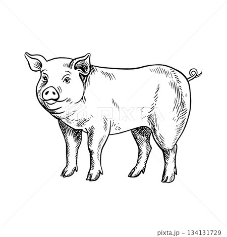 A pig standing in profile. Black and white vector illustration drawn by hand. Perfect for livestock farms or agricultural projects. Also suitable for labels, packaging, banners, and more. A pig standing in profile. Black and white vector illustration drawn by hand. Perfect for livestock farms or agricultural projects. Also suitable for labels, packaging, banners, and more. 134131729