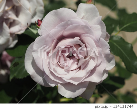 淡い藤色のバラ　インアセンチメンタルムード 134131744