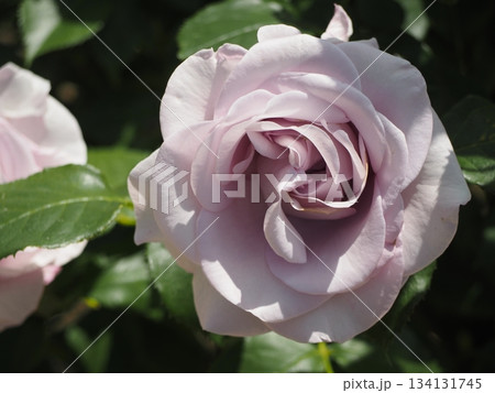 淡い藤色のバラ　インアセンチメンタルムード 134131745
