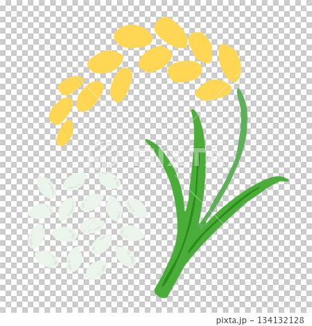 Illustration of ingredients without main lines_rice ears and rice grains 134132128