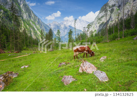 Alpine meadow with cows and rustic houses in Berchtesgaden National Park 134132625