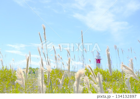 美しいはまなすの丘公園	 134132897