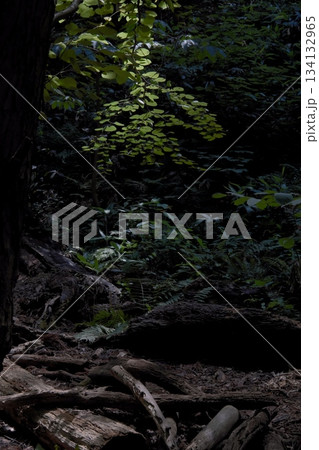 円山公園の木々	 134132965