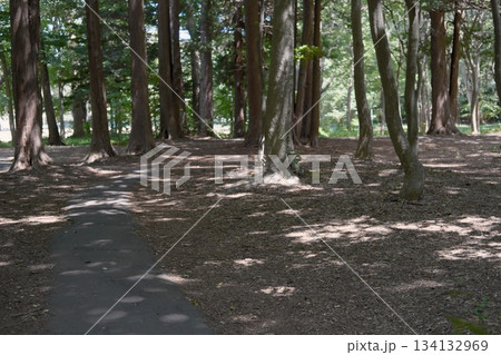 円山公園の木々	 134132969