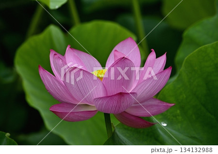 行田市古代ハス公園に咲く古代ハスの花 134132988