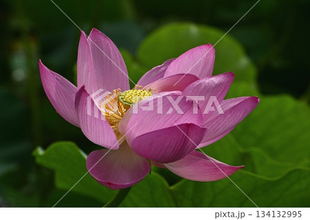 行田市古代ハス公園に咲く古代ハスの花 134132995