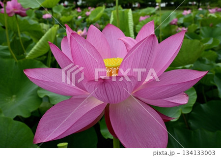 行田市古代ハス公園に咲く古代ハスの花 134133003
