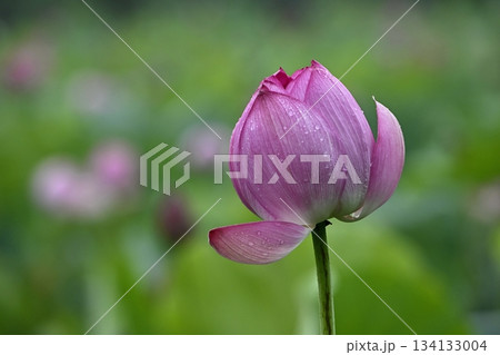 行田市古代ハス公園に咲く古代ハスの花 134133004