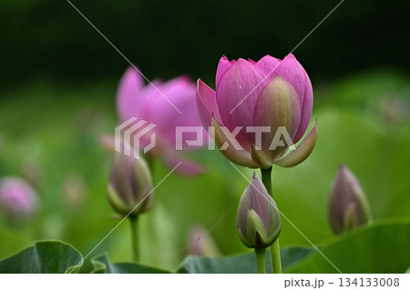 行田市古代ハス公園に咲く古代ハスの花 134133008