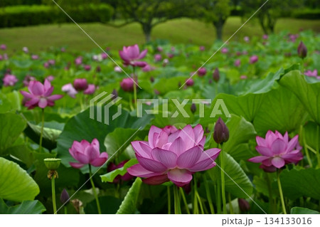 行田市古代ハス公園に咲く古代ハスの花 134133016