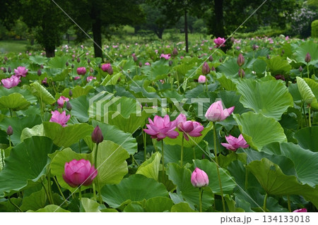 行田市古代ハス公園に咲く古代ハスの花 134133018