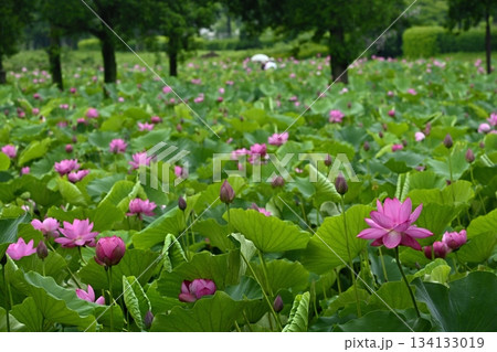 行田市古代ハス公園に咲く古代ハスの花 行田市古代ハス公園に咲く古代ハスの花 134133019