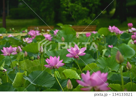 行田市古代ハス公園に咲く古代ハスの花 134133021