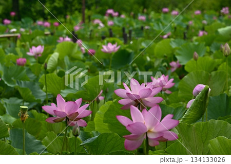 行田市古代ハス公園に咲く古代ハスの花 134133026