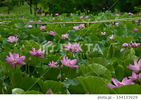 行田市古代ハス公園に咲く古代ハスの花 134133029
