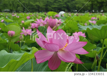 行田市古代ハス公園に咲く古代ハスの花 134133031