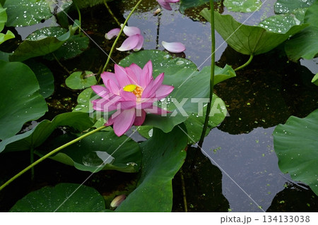 行田市古代ハス公園に咲く古代ハスの花 134133038