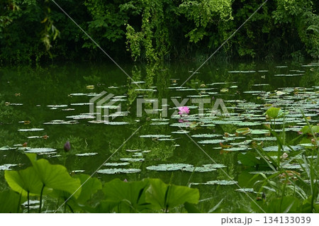 行田市古代ハス公園に咲く古代ハスの花 134133039