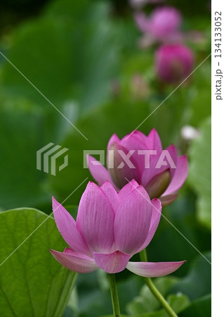 行田市古代ハス公園に咲く古代ハスの花 134133052