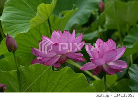 行田市古代ハス公園に咲く古代ハスの花 134133053
