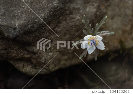 冬の日の節分草（セツブンソウ） 134133265